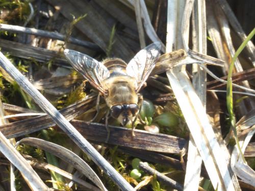 Eristalis tenax